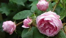 Syn. Rosa Centifolia Muscosa
