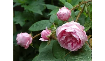 Syn. Rosa Centifolia Muscosa