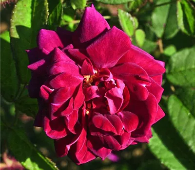 Rosa (Moosrose) 'Nuits de Young'