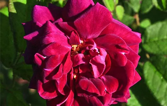 Rosa (Moosrose) 'Nuits de Young'