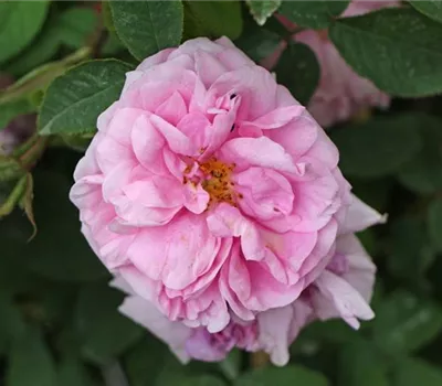 Rosa (Moosrose) 'René d'Anjou'