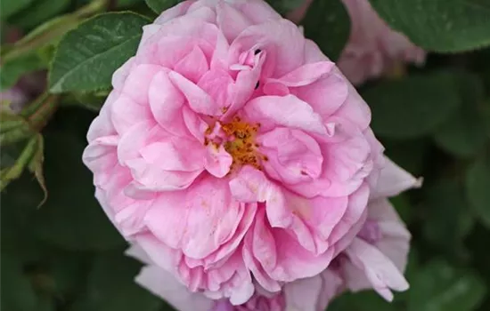 Rosa (Moosrose) 'René d'Anjou'