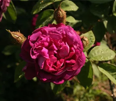Rosa (Moosrose) 'William Lobb'