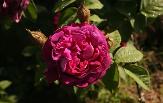 Rosa (Moosrose) 'William Lobb'
