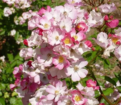 Rosa (Moschata) 'Ballerina'