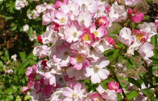 Rosa (Moschata) 'Ballerina'