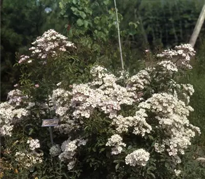 Rosa (Moschata) 'Ballerina'