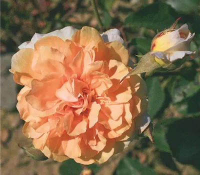 Rosa (Moschata) 'Buff Beauty'