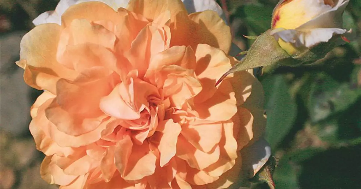 Mustfa Rosa Rosa (Moschata) 'Buff Beauty'