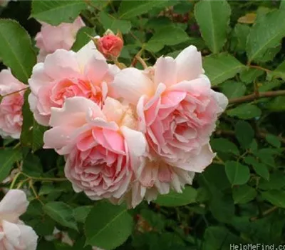 Rosa (Moschata) 'Felicia'