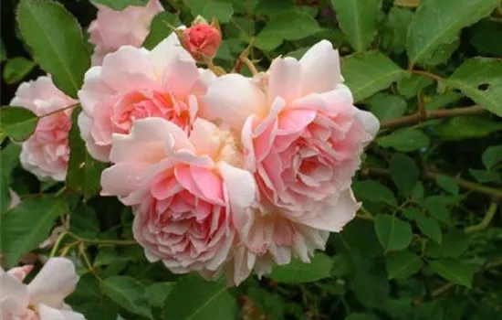 Rosa (Moschata) 'Felicia'