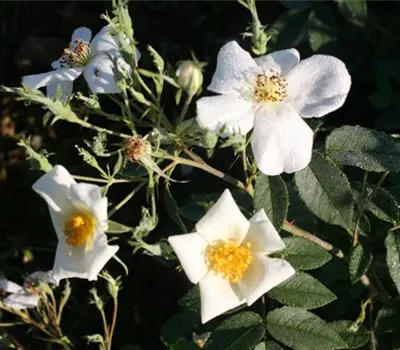 Rosa (Moschata) 'Moschata'