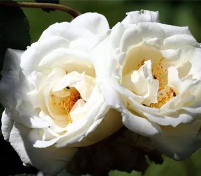 Rosa (Moschata) 'Pax'