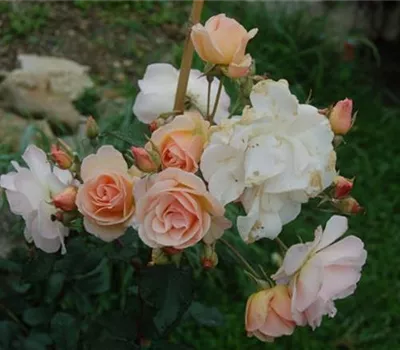 Rosa (Moschata) 'Penelope'