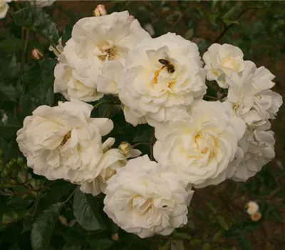 Rosa (Moschata) 'Prosperity'