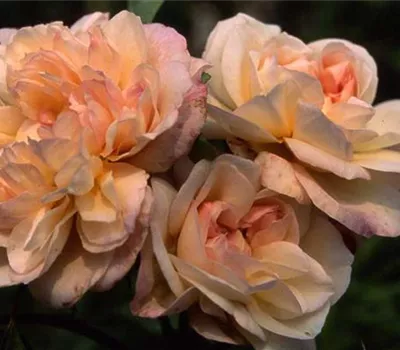 Rosa (Noisetterose) 'Desprez à fleurs jaunes'