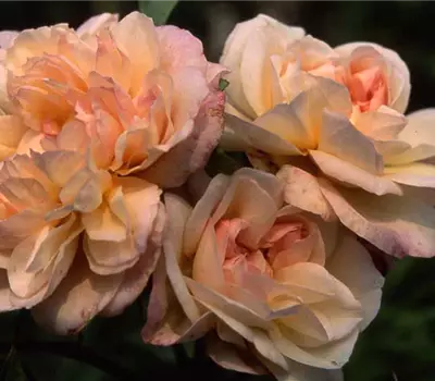 Rosa (Noisetterose) 'Desprez à fleurs jaunes'