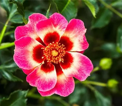 Rosa (Persica-Hybride) 'Blushing Babylon Eyes®'