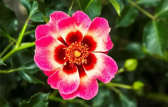 Rosa (Persica-Hybride) 'Blushing Babylon Eyes®'