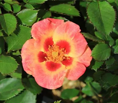 Rosa (Persica-Hybride) 'Coral Babylon Eyes®'