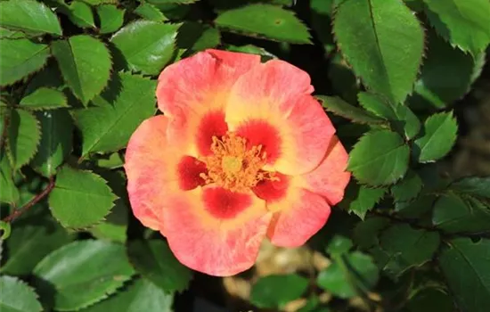 Rosa (Persica-Hybride) 'Coral Babylon Eyes®'