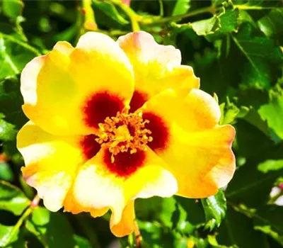 Rosa (Persica-Hybride) 'Cream Babylon Eyes®'