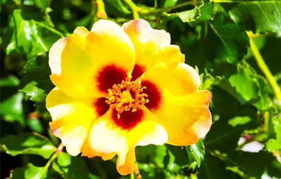 Rosa (Persica-Hybride) 'Cream Babylon Eyes®'
