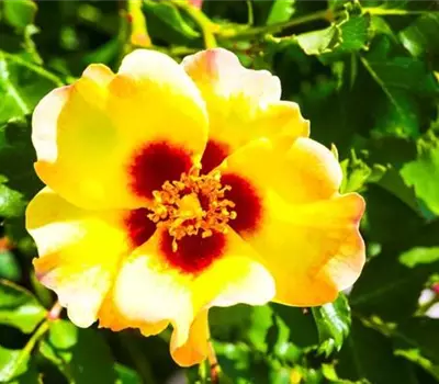 Rosa (Persica-Hybride) 'Cream Babylon Eyes®'