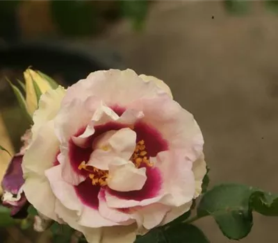 Rosa (Persica-Hybride) 'Eyes for You'®