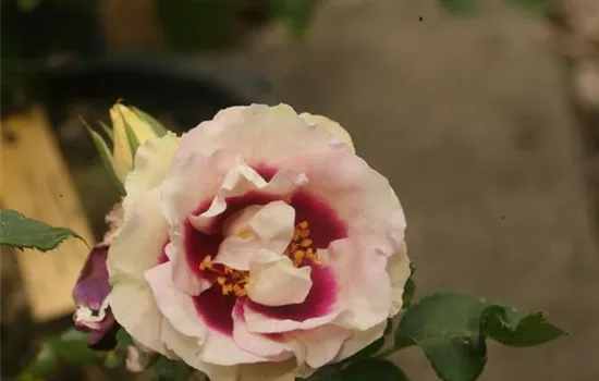 Rosa (Persica-Hybride) 'Eyes for You'®
