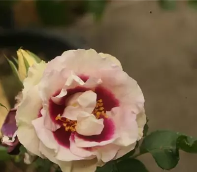 Rosa (Persica-Hybride) 'Eyes for You'®