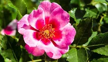 Rosa (Persica-Hybride) 'Queen Babylon Eyes®'
