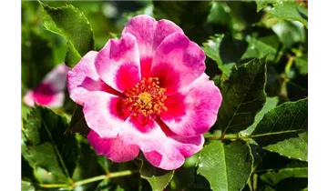 Rosa (Persica-Hybride) 'Queen Babylon Eyes®'