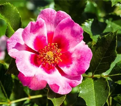 Rosa (Persica-Hybride) 'Queen Babylon Eyes®'