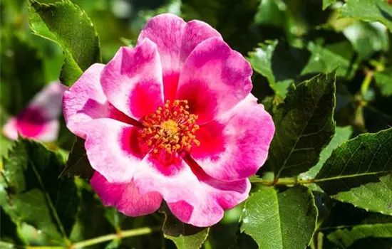 Rosa (Persica-Hybride) 'Queen Babylon Eyes®'
