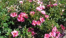 Rosa (Persica-Hybride) 'Queen Babylon Eyes®'