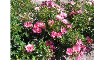 Rosa (Persica-Hybride) 'Queen Babylon Eyes®'