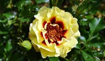 Rosa (Persica-Hybride) 'Sunset Babylon Eyes®'