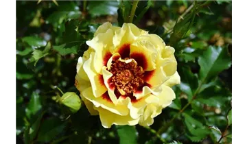 Rosa (Persica-Hybride) 'Sunset Babylon Eyes®'