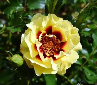 Rosa (Persica-Hybride) 'Sunset Babylon Eyes®'