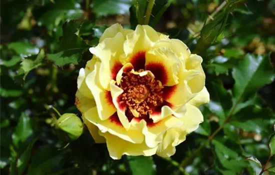 Rosa (Persica-Hybride) 'Sunset Babylon Eyes®'