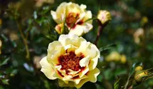 Rosa (Persica-Hybride) 'Sunset Babylon Eyes®'