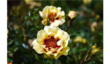 Rosa (Persica-Hybride) 'Sunset Babylon Eyes®'