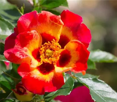 Rosa (Persica-Hybride) 'Sunshine Babylon Eyes®'