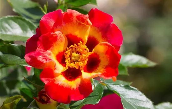 Rosa (Persica-Hybride) 'Sunshine Babylon Eyes®'