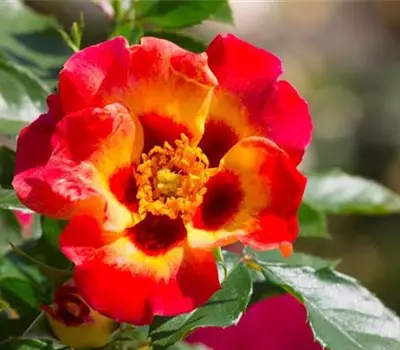 Rosa (Persica-Hybride) 'Sunshine Babylon Eyes®'