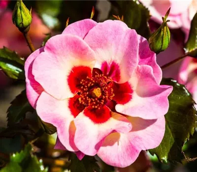 Rosa (Persica-Hybride) 'Sweet Babylon Eyes®'