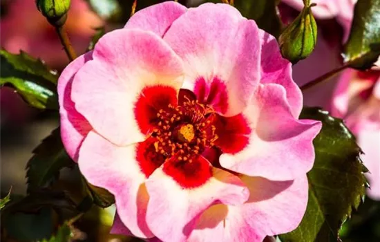Rosa (Persica-Hybride) 'Sweet Babylon Eyes®'
