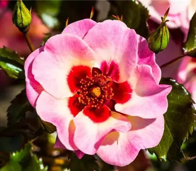 Rosa (Persica-Hybride) 'Sweet Babylon Eyes®'