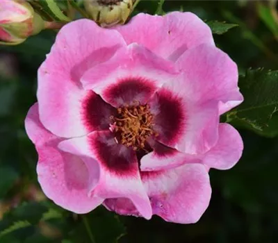 Rosa (Persica-Hybride) 'Trendy Babylon Eyes®'
